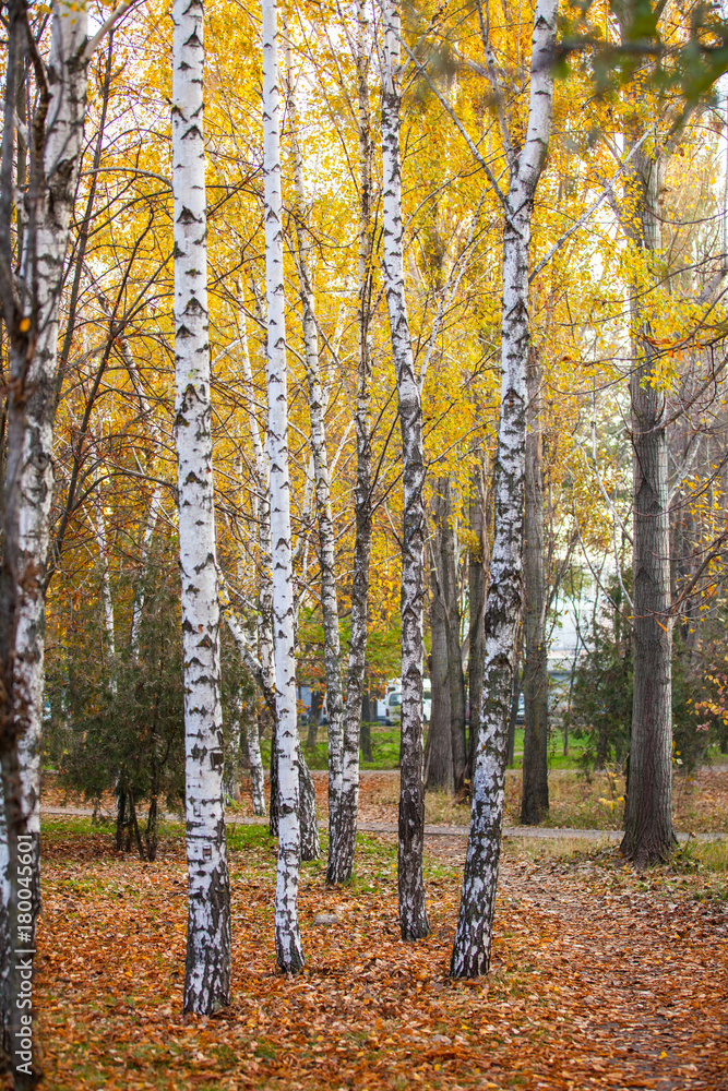 Birches in the autumn park Birches in the autumn park