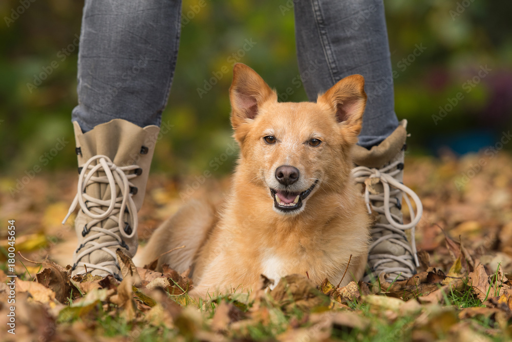 Naklejka premium Hund liegt zwischen Beinen