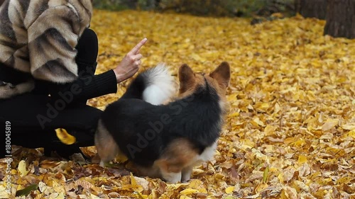 Wallpaper Mural Welsh Corgi Pembroke performs the command "To whirl around itself" and "Kiss". A dog on a walk with his hostess in a beautiful autumn forest. Torontodigital.ca