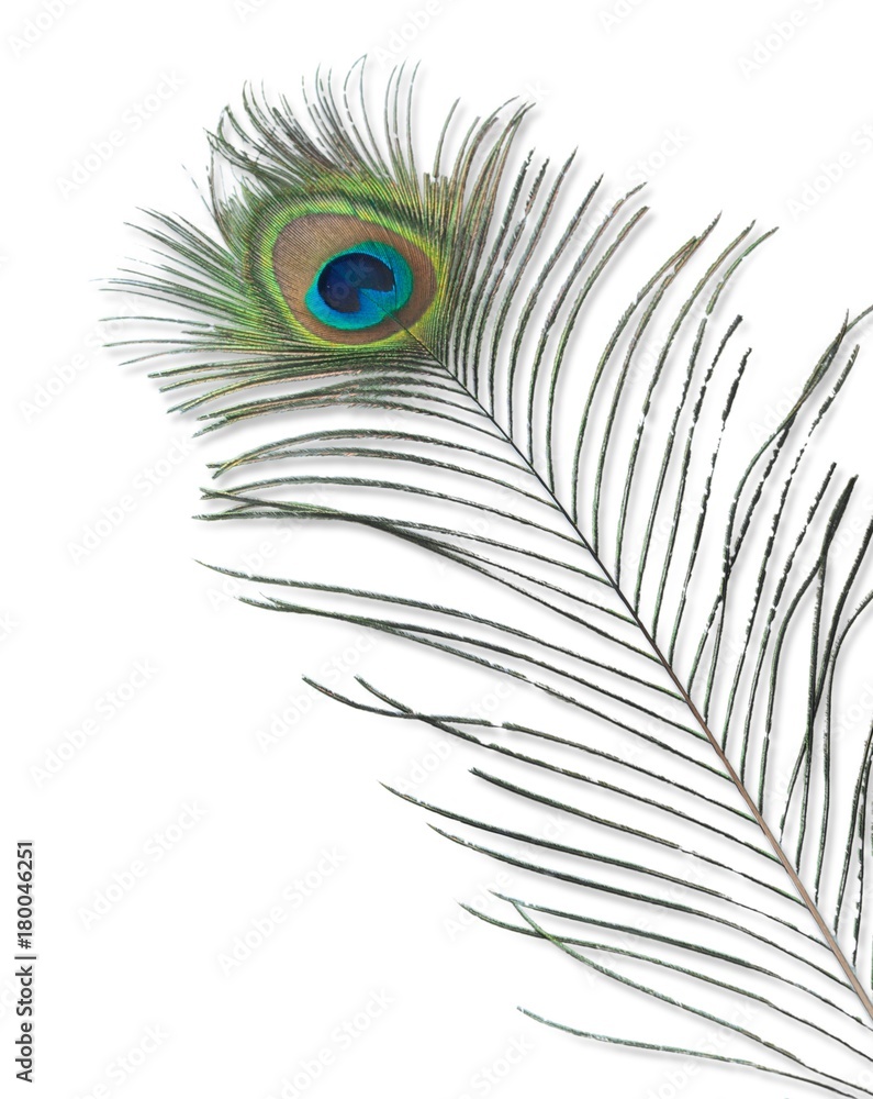 Fototapeta premium Peacock Feather