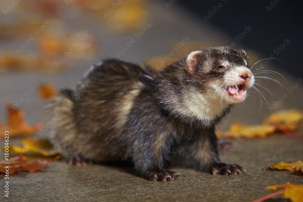 Black sable ferret sitting on autumn park stone fence Black sable ferret sitting on autumn park stone fence