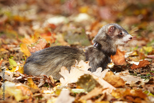 Black sable ferret staying in autumn park on leaves