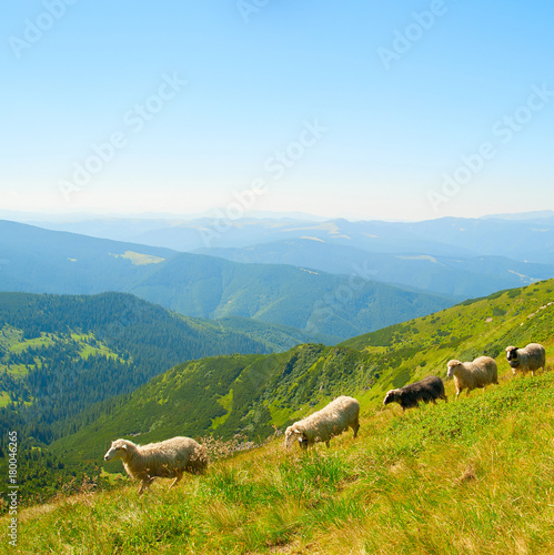 Sheeps hred in the mountains