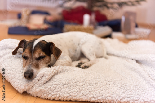 cute christmas dog - Jack Russell 10 years old © Karoline Thalhofer