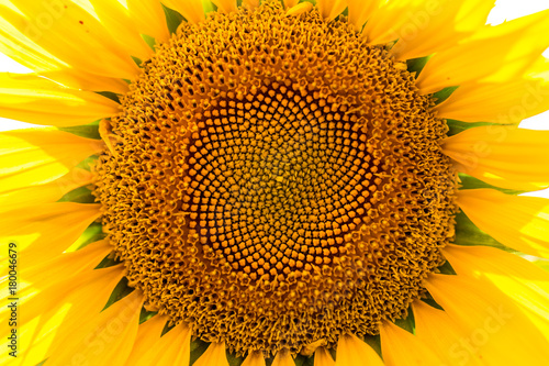Fototapeta Naklejka Na Ścianę i Meble -  sunflower close-up summer day