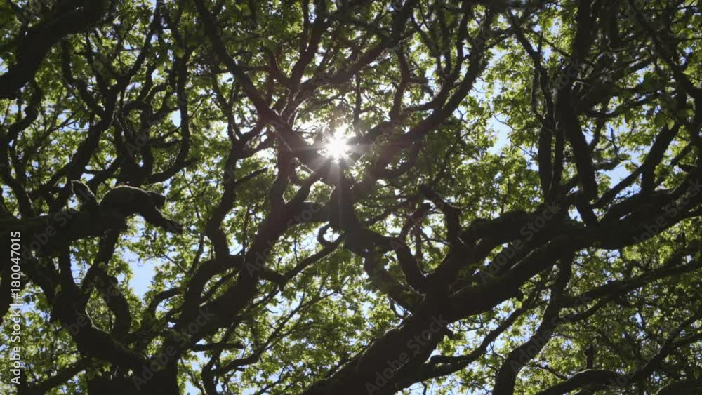 Dolly Of Sunlight Lens Flare Through Branches In Woodland Dolly Of Sunlight Lens Flare Through Branches In Woodland