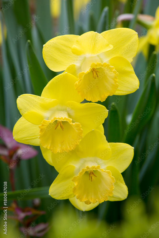 Daffodils background
