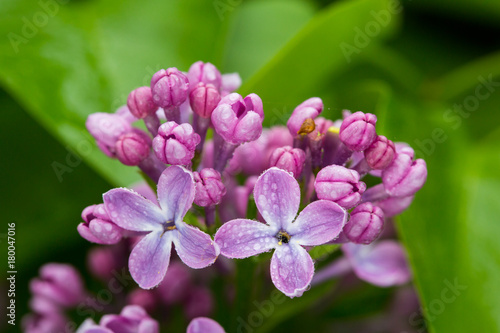 Obraz na płótnie Common lilac w salonie