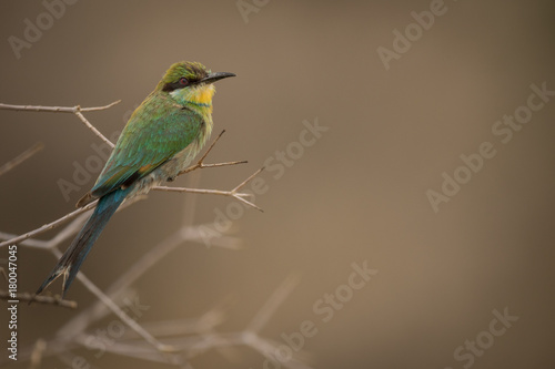 beeeater_1 © Alistair