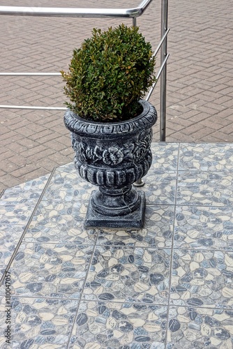 серый каменный вазон с зелёным декоративным кустом на тротуаре