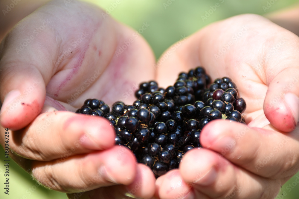 Closeup of a child's hand holding blueberries Closeup of a child's hand holding blueberries