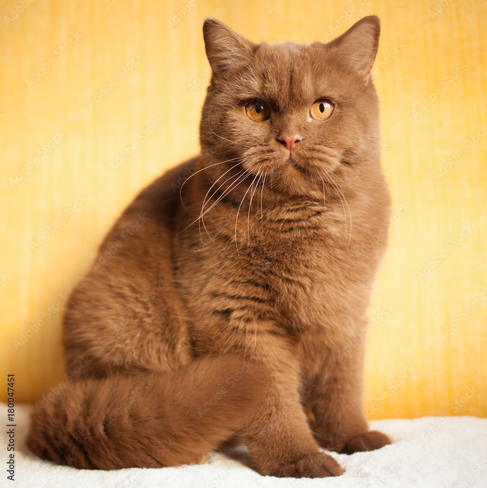 orange british shorthair