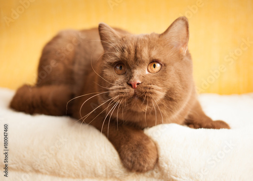 Cat, British short hair kitten, cinnamon color, orange eyes, indoor, portrait.