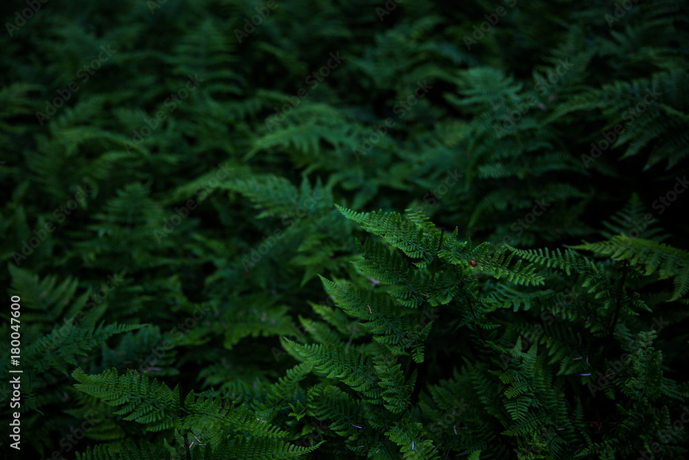 Green forest ferns in the woods Green forest ferns in the woods