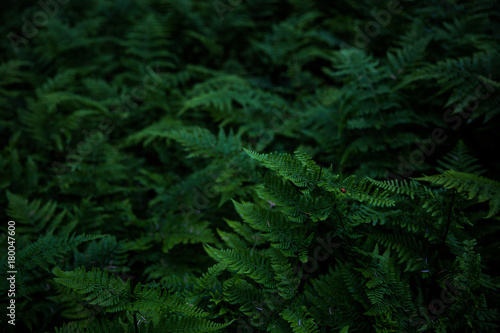 Green forest ferns in the woods