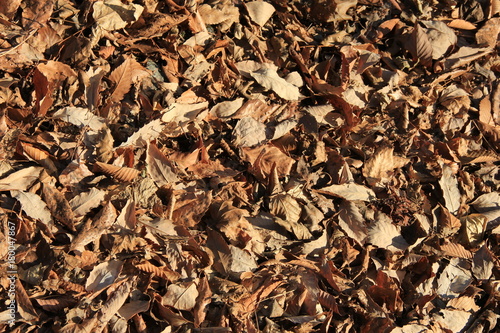 秋・冬のイメージ/落葉の絨毯(栃木県)