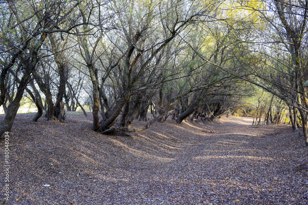 Fototapeta premium Autumn landscape in the forest. November, fallen leaves and bare branches of trees.