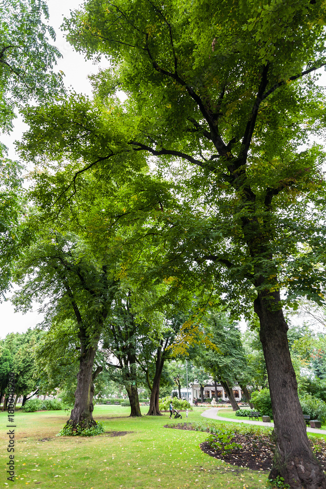 old trees in Vermanes Garden in Riga city old trees in Vermanes Garden in Riga city