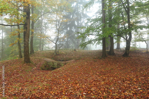 Autumn forest with fog