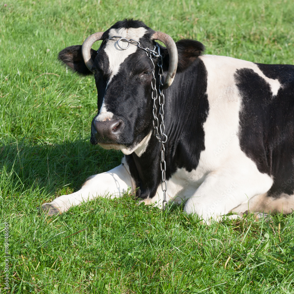 Black and white dairy cow
