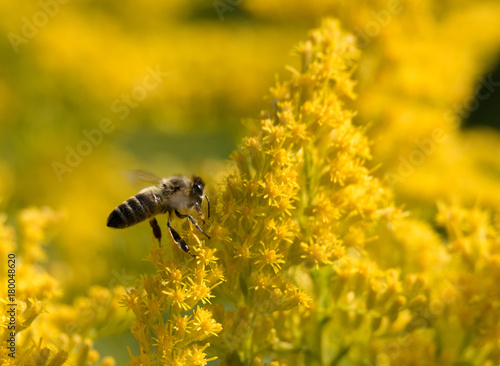 Bee on Goldenrod Flower
