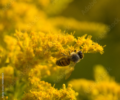Bee on Goldenrod Flower