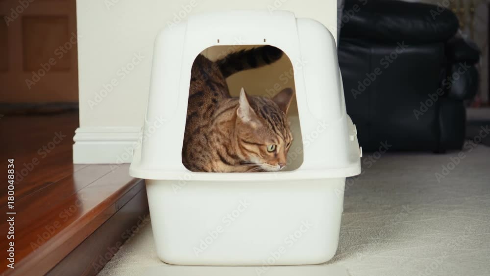 Female Cat Using Litter Box Frequently at Frank Scott blog