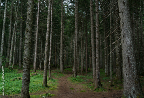 walk in the spruce forest