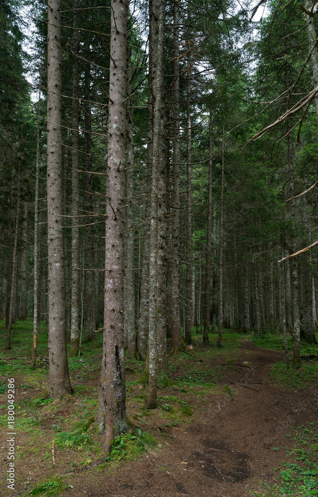 walk in the spruce forest walk in the spruce forest