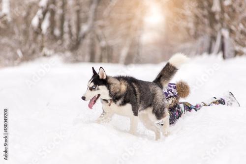 Husky dog pulls a little girl in the snow © sergo321