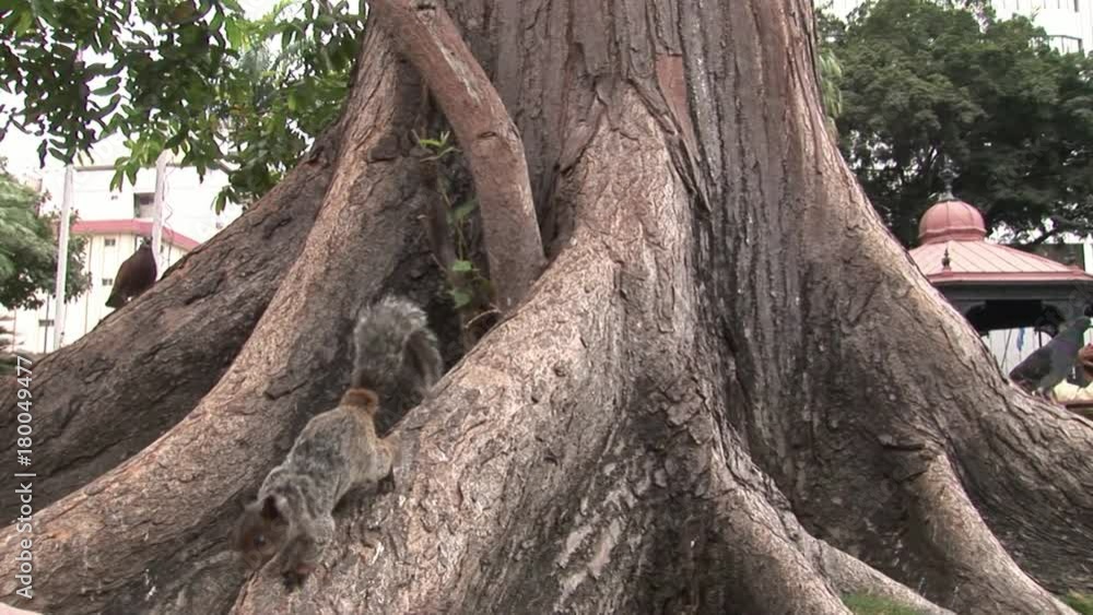 Squirrel takes nut from hand of man on Galapagos Islands. Cute animals rodents. Amazing world of wildlife in Ecuador. Squirrel takes nut from hand of man on Galapagos Islands. Cute animals rodents. Amazing world of wildlife in Ecuador.