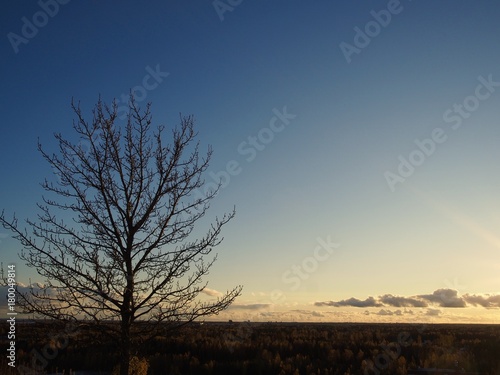Winter tree and sunset, Helsinki, Finland