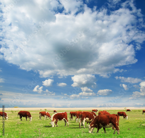 Calves on the field