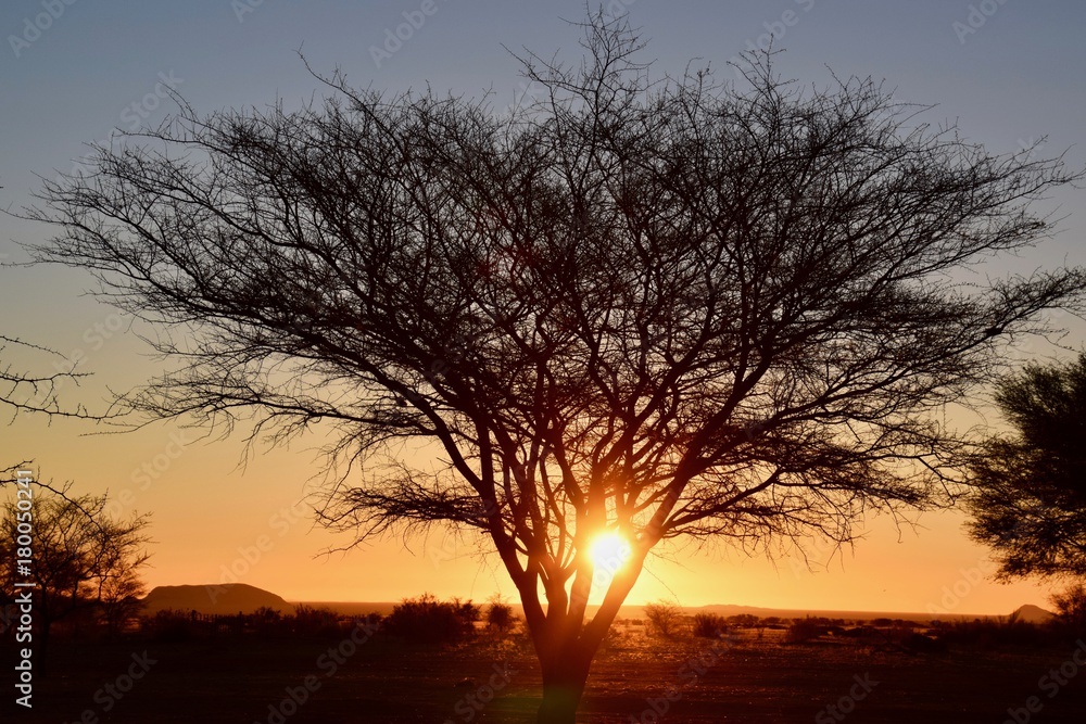 Sonnenuntergang Namibia - Baum - Lichtspiel - Wüste Sonnenuntergang Namibia - Baum - Lichtspiel - Wüste