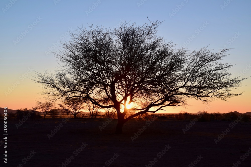 Sonnenuntergang Namibia - Baum - Lichtspiel - Wüste