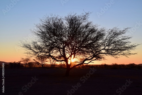 Sonnenuntergang Namibia - Baum - Lichtspiel - Wüste