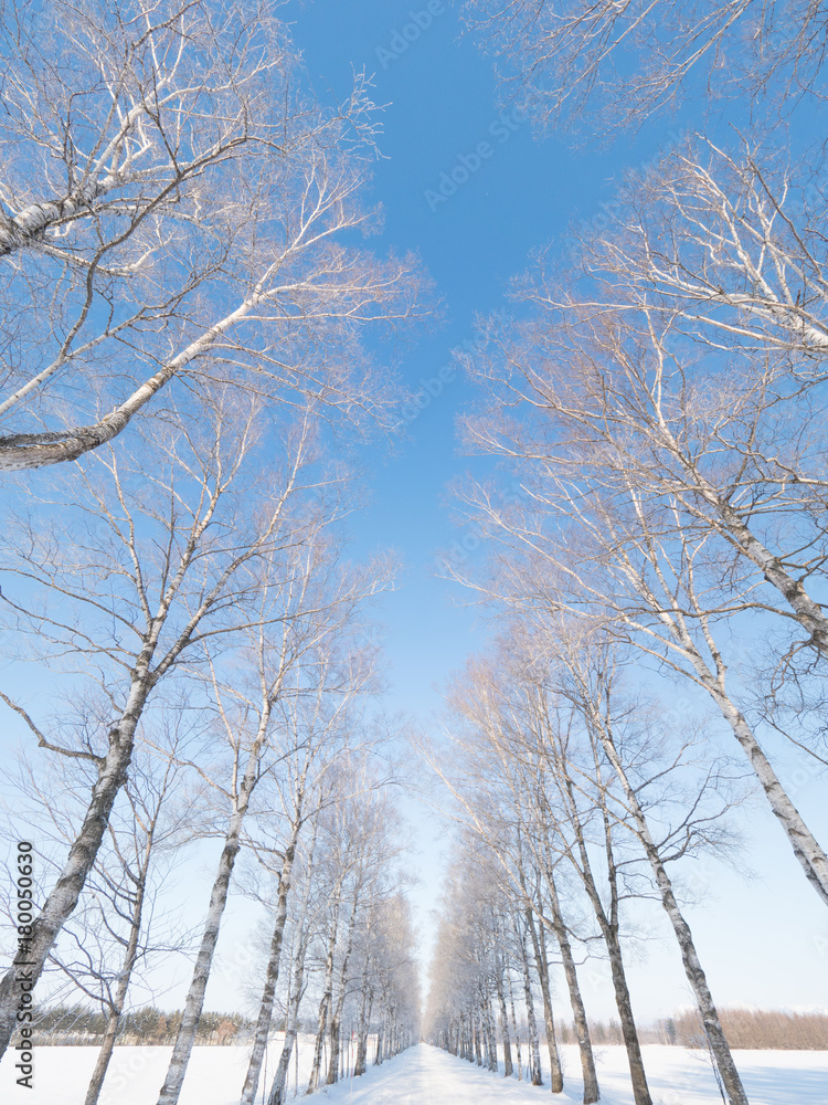 北海道の冬道