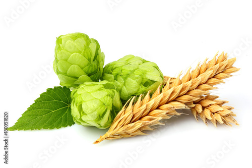 Green hops, ears of barley and wheat grain.