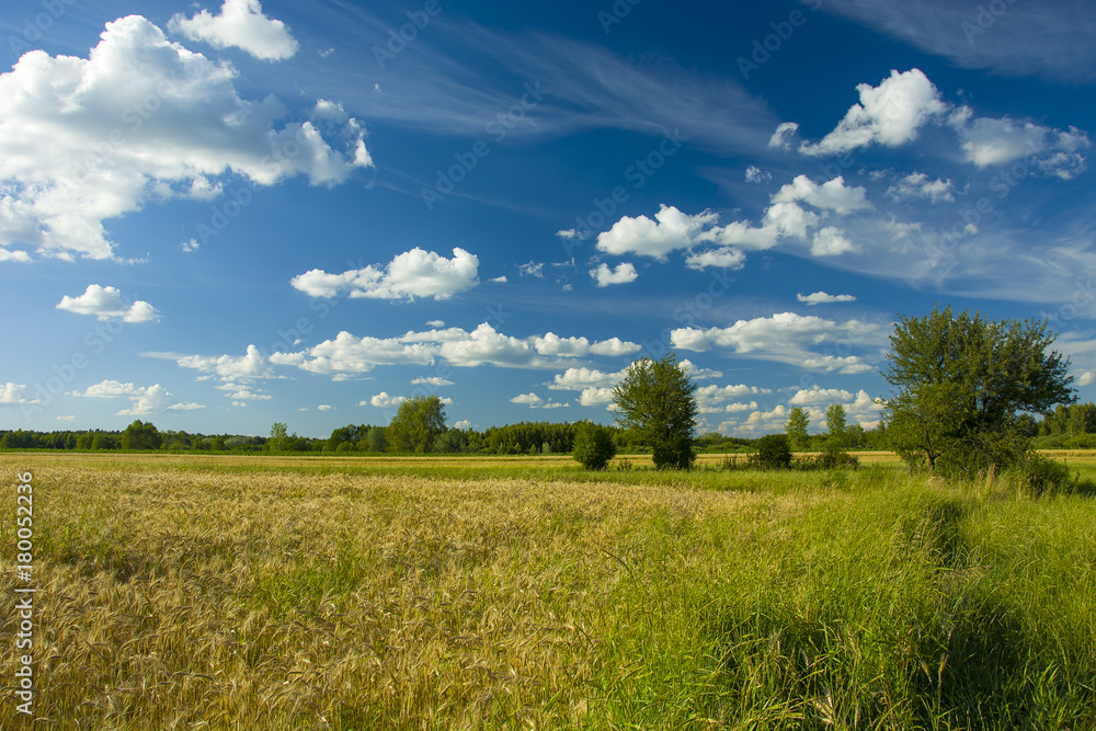 Fields and green trees Fields and green trees