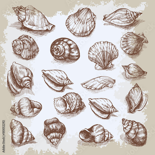 Seashells big set hand drawn vector graphic vintage etching sketch, underwater artistic marine ornament, design for card, wallpaper, decorative texture, wrapping paper