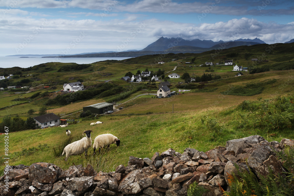 Sheeps on Isle of Skye