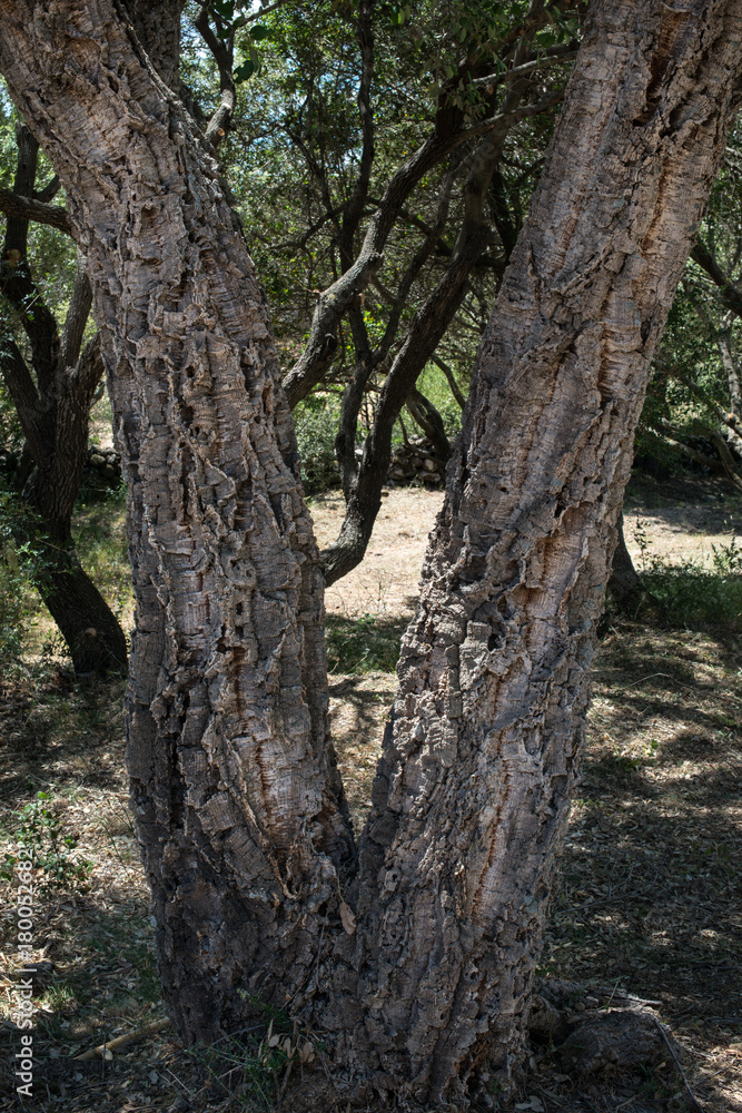 Korkeichen in Sardinien, Italien