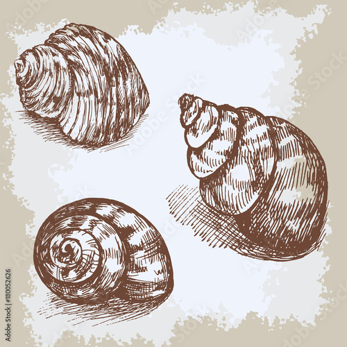 Seashells hand drawn vector graphic vintage etching sketch, underwater artistic marine ornament, design for card, wallpaper, decorative texture, wrapping paper