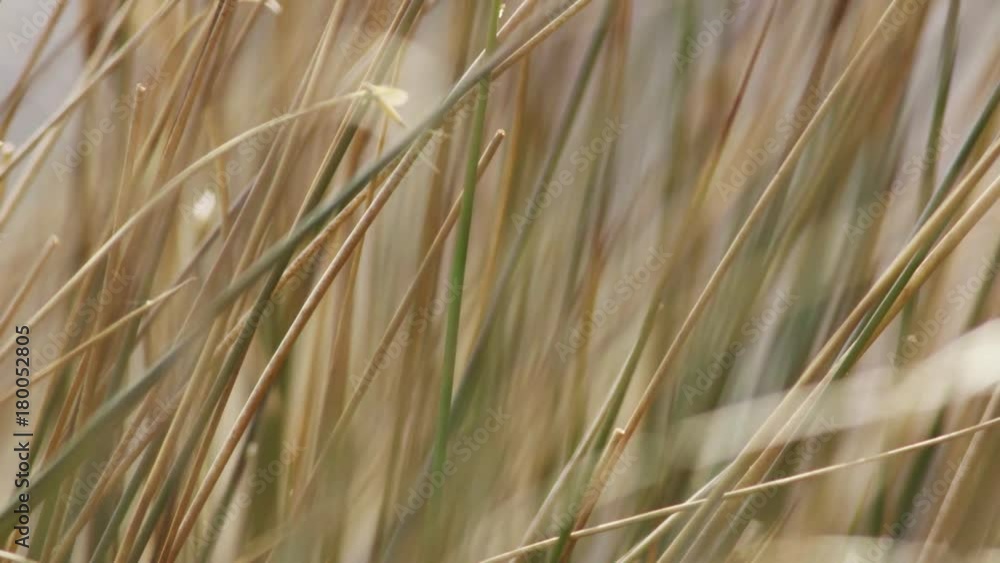 Closeup Lockdown Shot Of Plant Stems Swaying In Wind Closeup Lockdown Shot Of Plant Stems Swaying In Wind