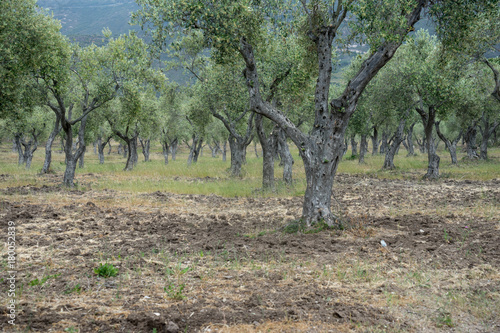 Olivenplantagen in Sardinien  Italien