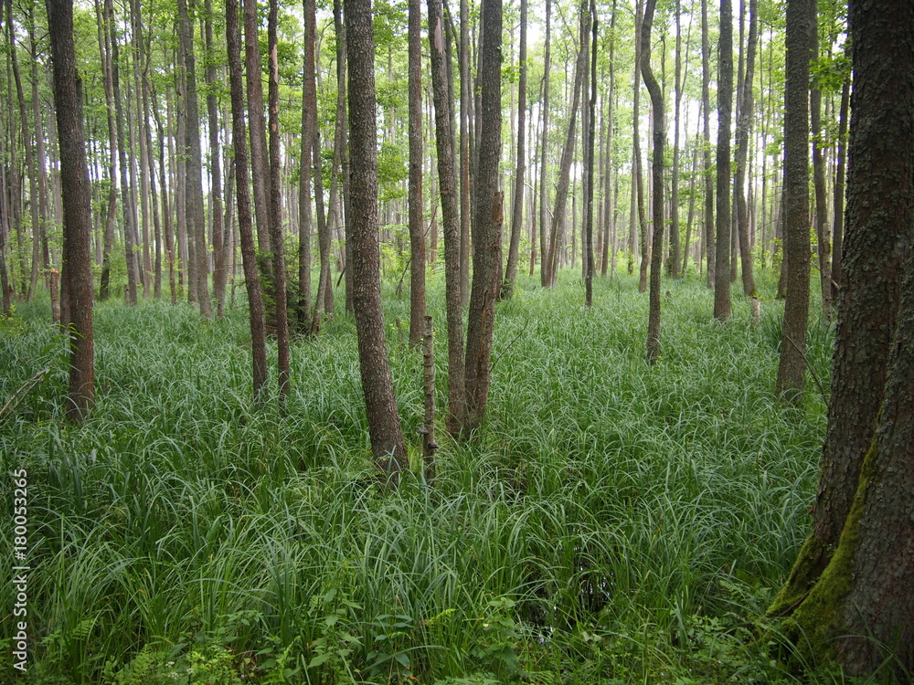 Belovezhskaya Pushcha National Park (Belarus) Belovezhskaya Pushcha National Park (Belarus)