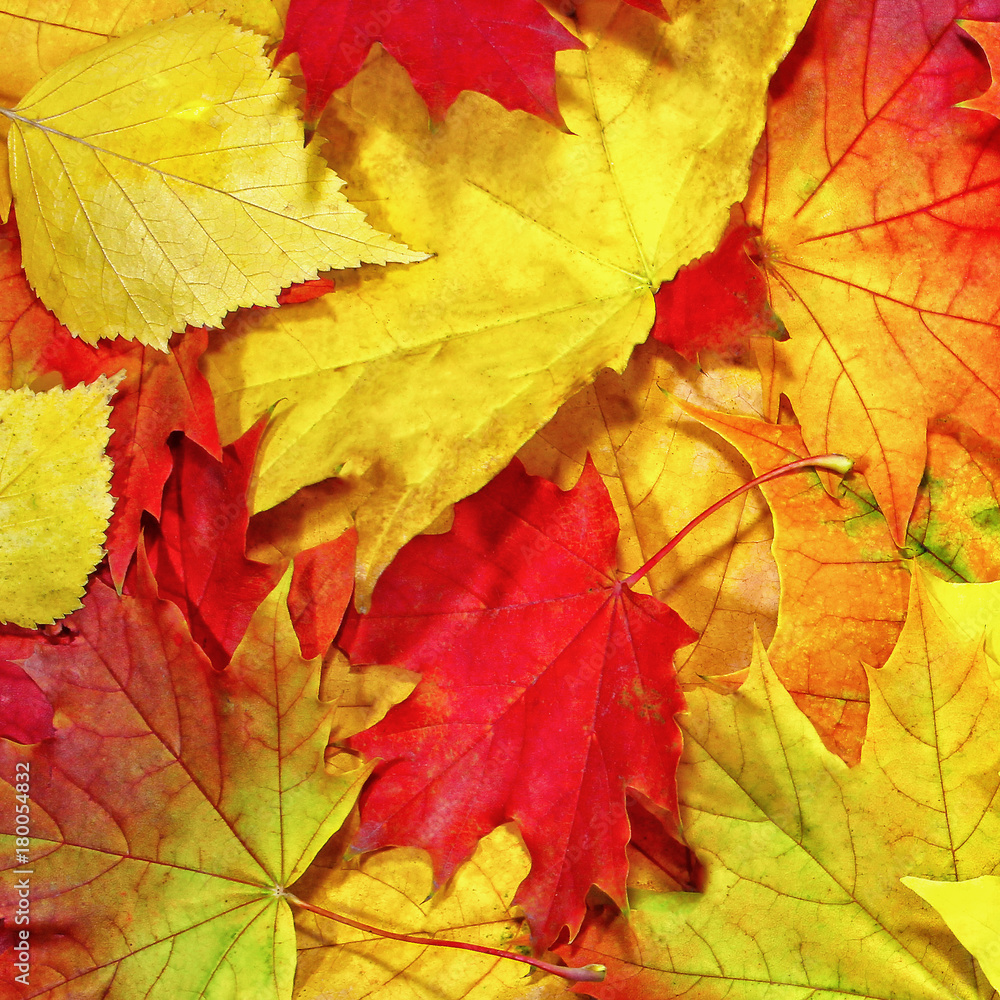 Autumn background, elements of maple leaves, collected in a single row, seasonal changes Autumn background, elements of maple leaves, collected in a single row, seasonal changes