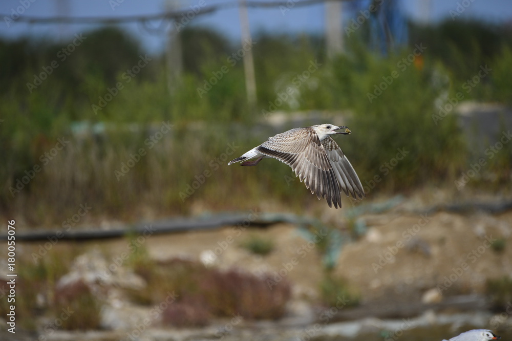 Obraz premium The sea bird