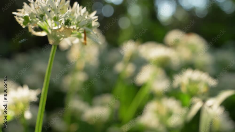 Dolly Shot Of Fresh White Flowers Swaying In Forest Dolly Shot Of Fresh White Flowers Swaying In Forest
