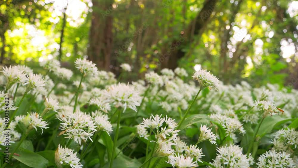 Dolly Shot Of White Wildflowers On Field In Forest Dolly Shot Of White Wildflowers On Field In Forest